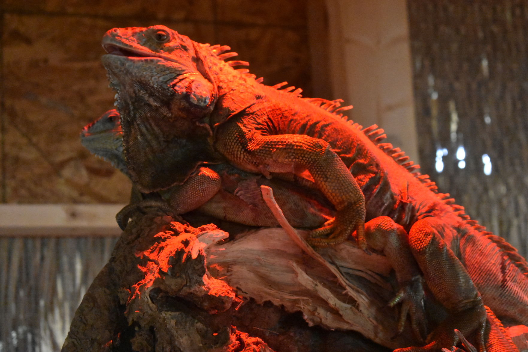 reptile sanctuary near me