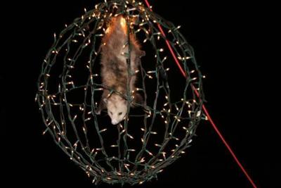 Drop Everything 19 Quirky New Year S Eve Events News Gwinnettdailypost Com Have you heard of lebanon bologna? eve events