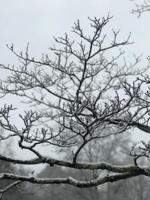 snow33.jpeg