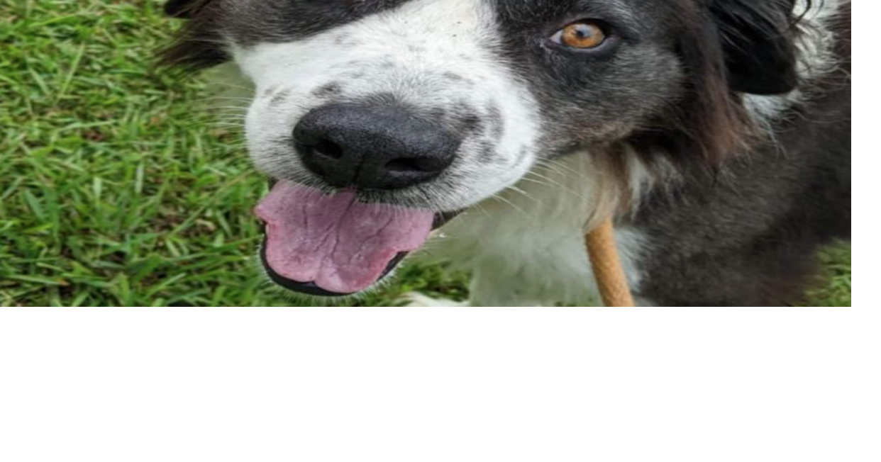 PHOTOS Barrow County Animal Control Adoptable Pets of the Week — Aug