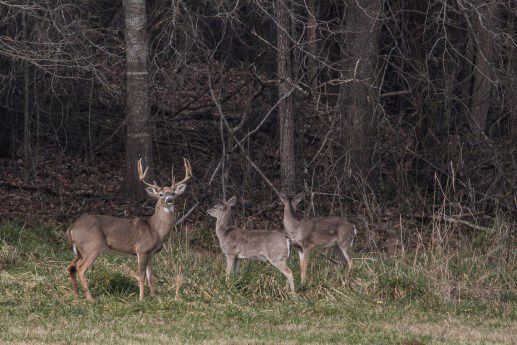 The antlers make the buck