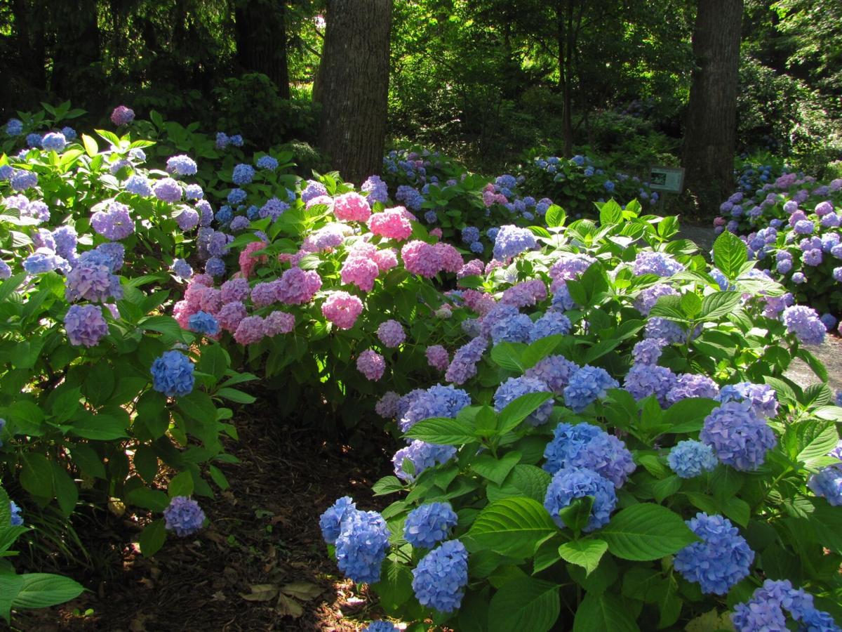 Hydrangeas Color The Summer Landscape, Pictures Of Hydrangeas In Landscaping