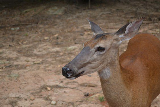 Antlers aren’t just for bucks