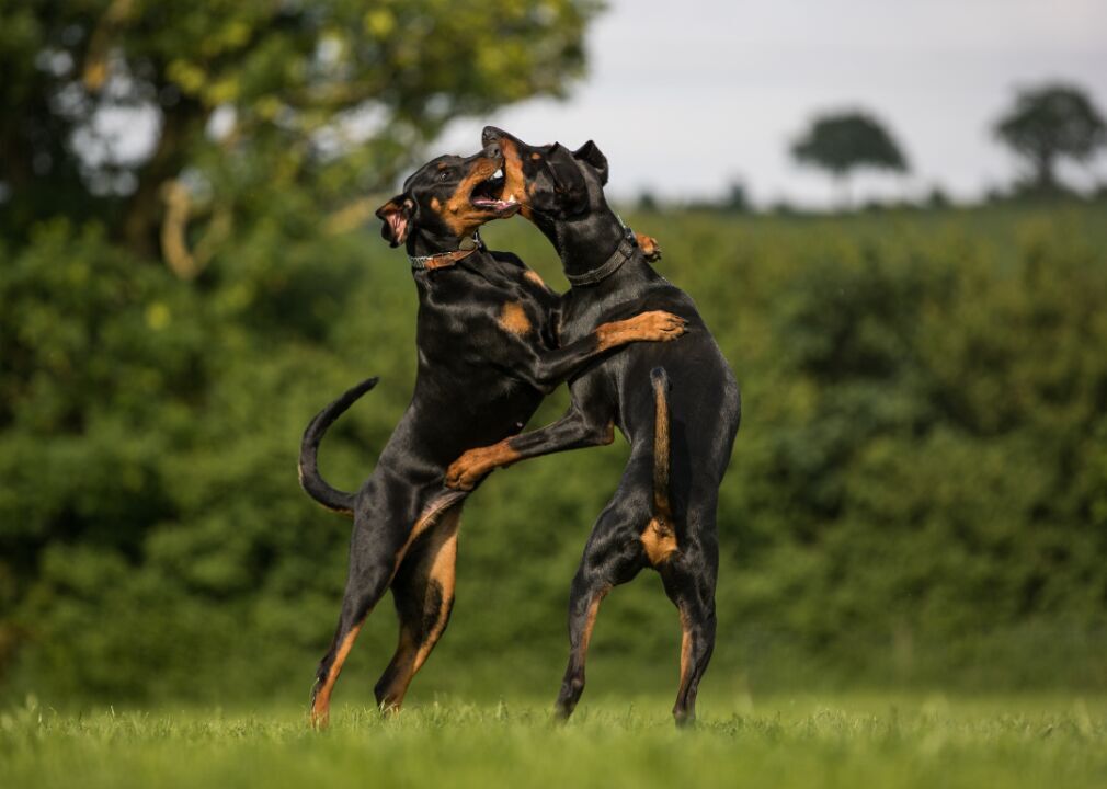 is the german pinscher legal in brunei