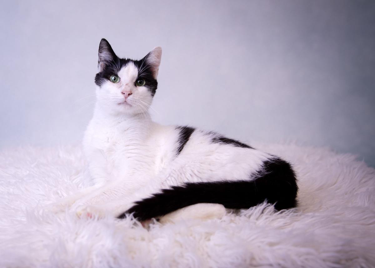 Photos Gwinnett Animal Shelter Adoptable Pets Of The Week July