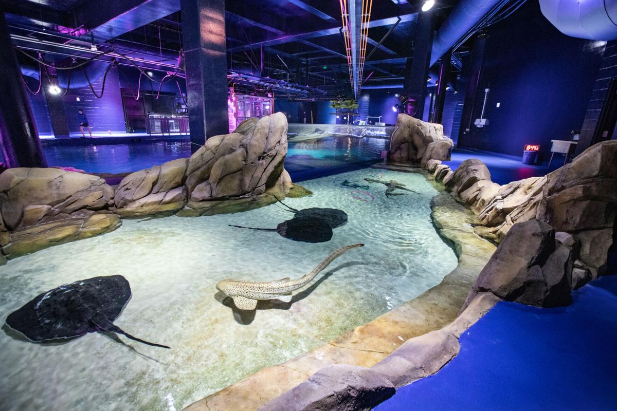 Photos Shark Exhibit Now Open At Georgia Aquarium Entertainment Gwinnettdailypost Com