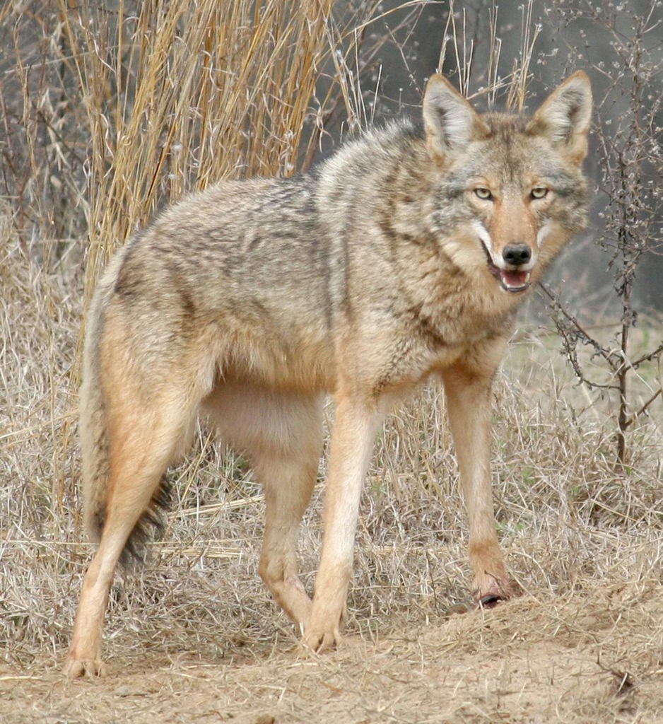 After Multiple Sightings, City Of Duluth Offers Tips For Coyote ...