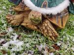 snow41.jpeg