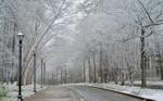 snow46.jpeg