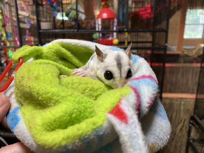 Hand Me Down Zoo in Winder takes interactive approach to educating