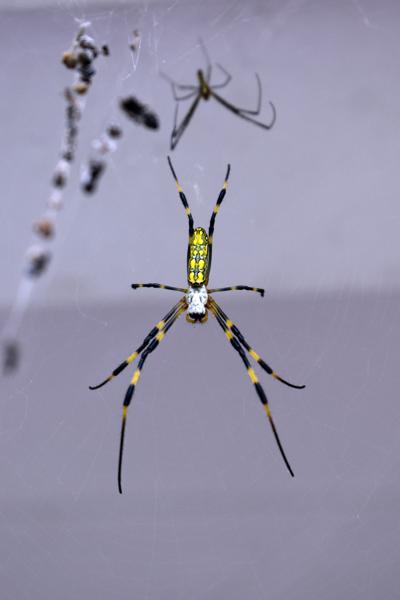 Spider with male  (13)b.jpg
