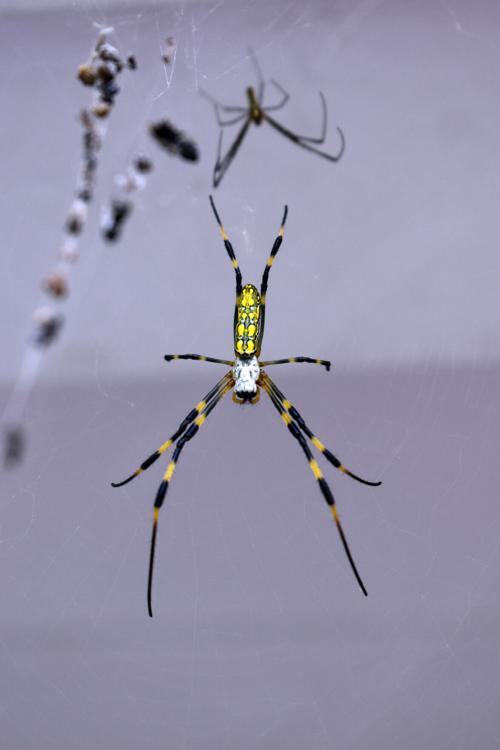 I don't think they are going anywhere' —Joro spiders not ...
