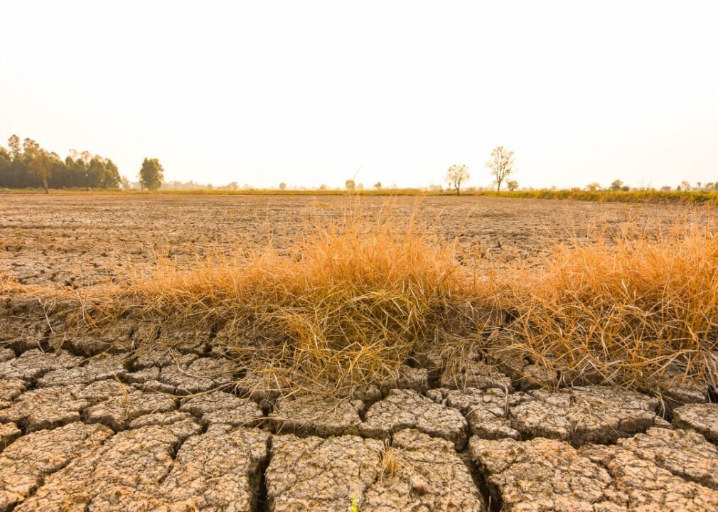 Drought may halve Jersey's potato crop, Agriculture