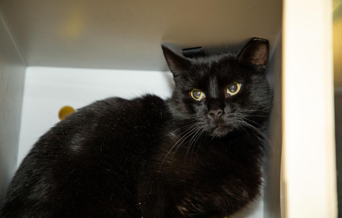 Photos Gwinnett Animal Shelter Adoptable Pets For The Week Of