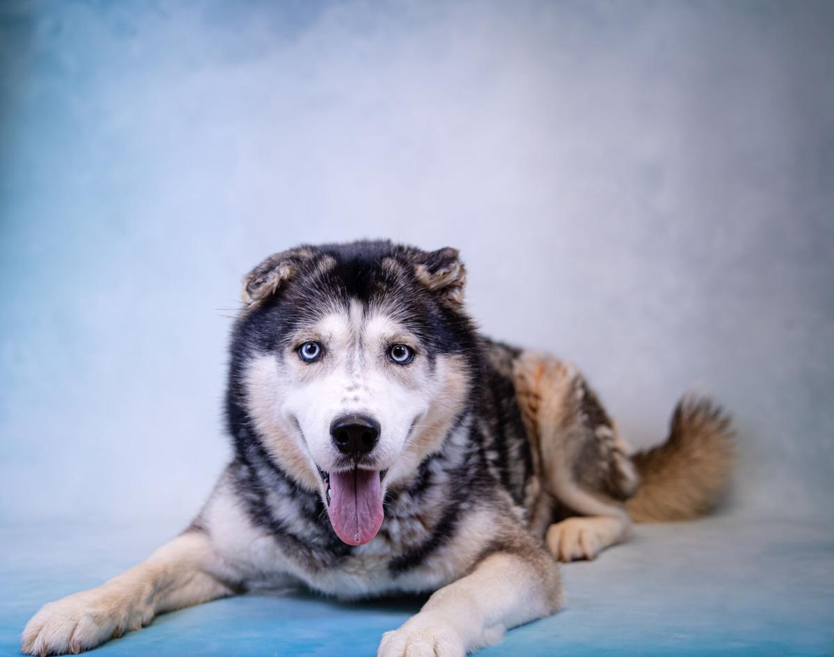 Photos Gwinnett Animal Shelter Adoptable Pets Of The Week May