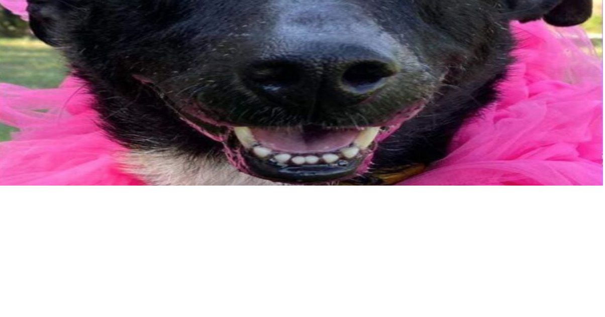 PHOTOS Barrow County Animal Control Adoptable Pets of the Week — June