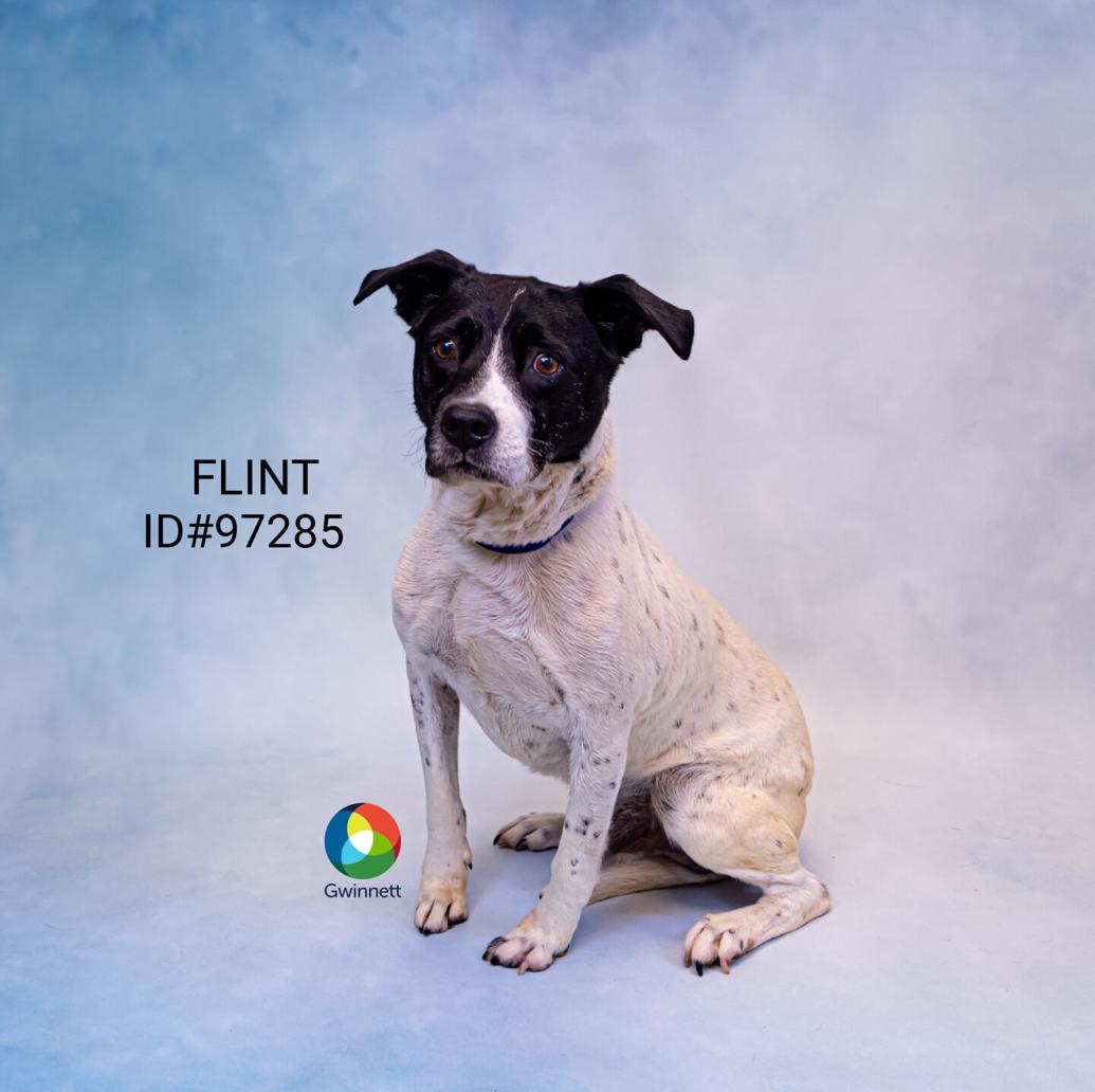 PHOTOS Animal Shelter Adoptable Pets of the Week — Aug. 21