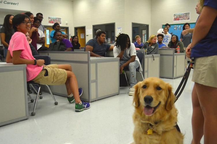 Therapy dogs visit Grayson Tech students | News | gwinnettdailypost.com