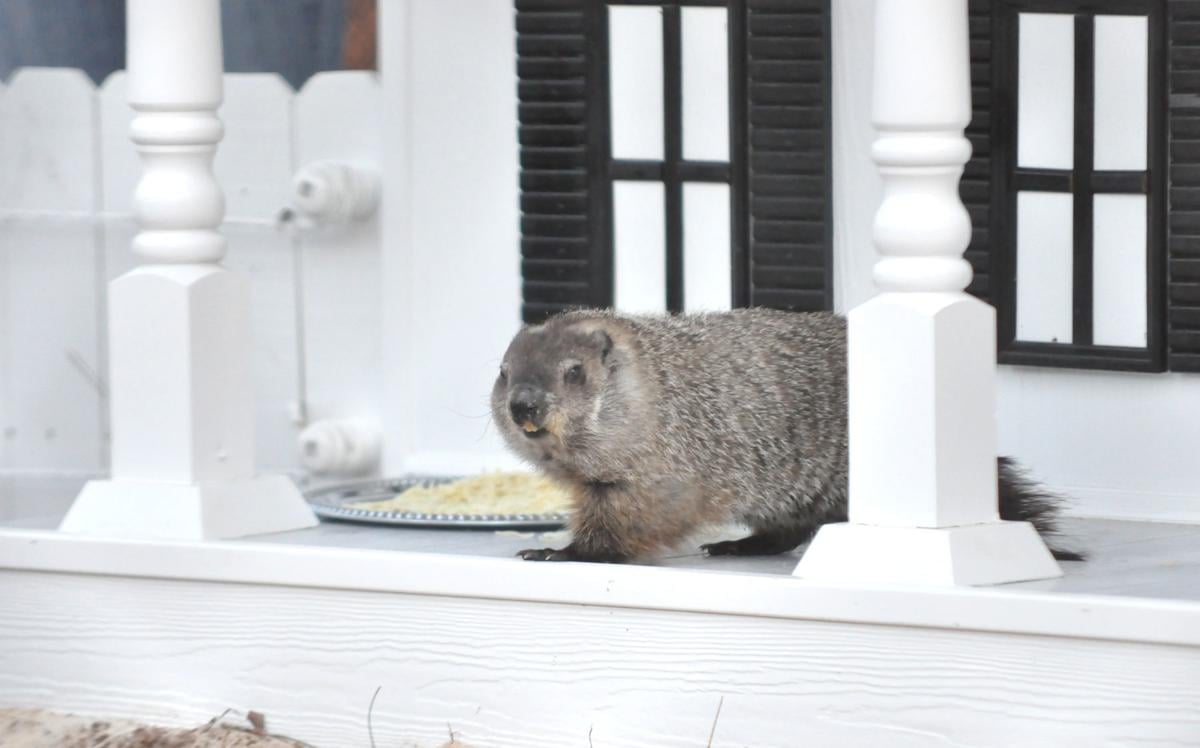 former groundhog, Gen. Beauregard Lee, sees shadow at new