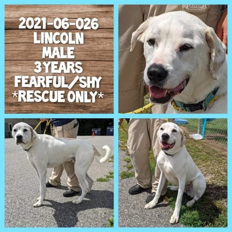 PHOTOS Barrow County Animal Control Adoptable Pets of the Week — June