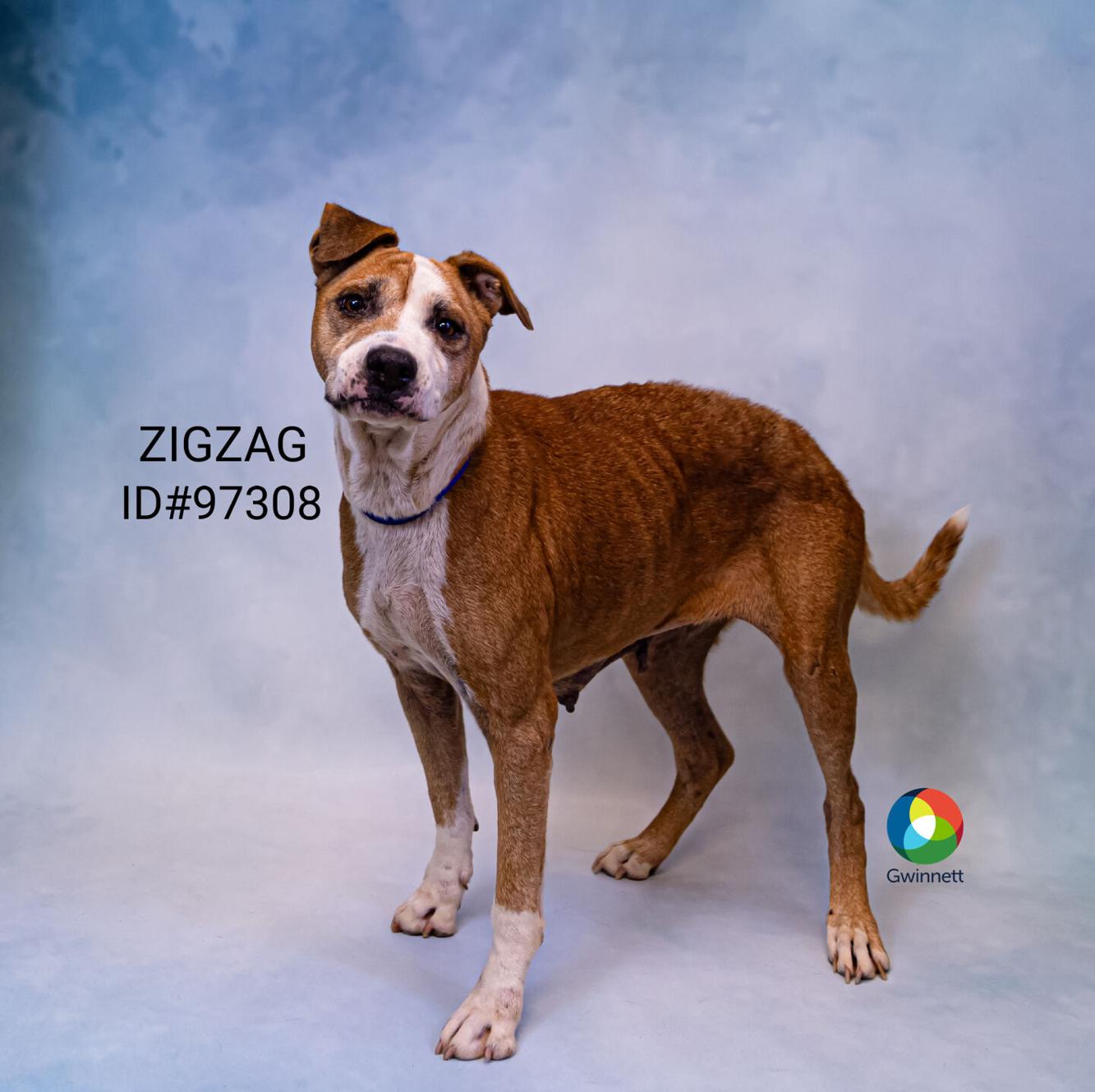 PHOTOS Animal Shelter Adoptable Pets of the Week — Aug. 21