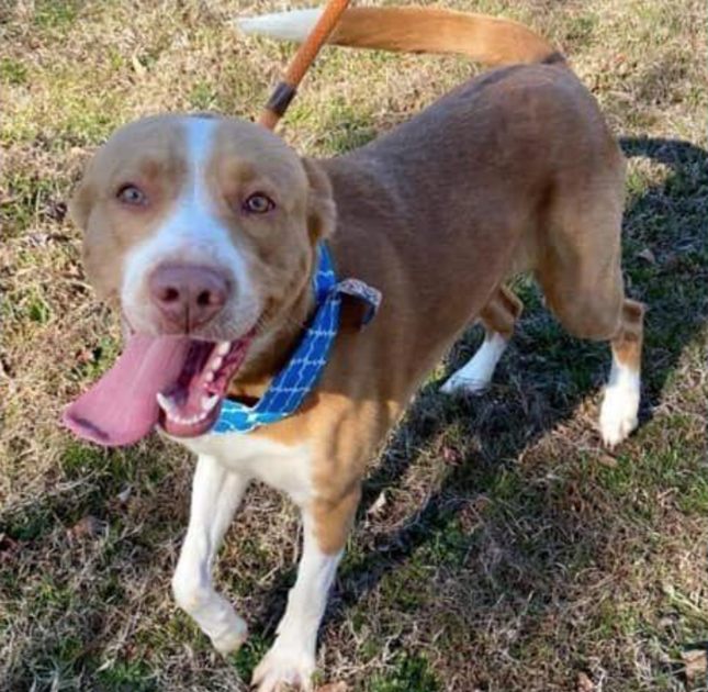 PHOTOS Barrow County Animal Control Adoptable Pets of the Week — March