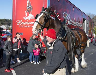 Budweiser Clydesdales To Appear In Gwinnett This Week News Gwinnettdailypost Com