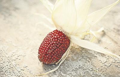 In 2020 People Bought Garden Seeds Like Crazy And Experts Expect The Same This Year Gwinnett Daily Post Food And Recipes Gwinnettdailypost Com