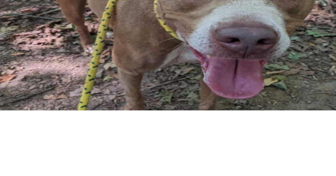 PHOTOS Barrow County Animal Control Adoptable Pets of the Week — June