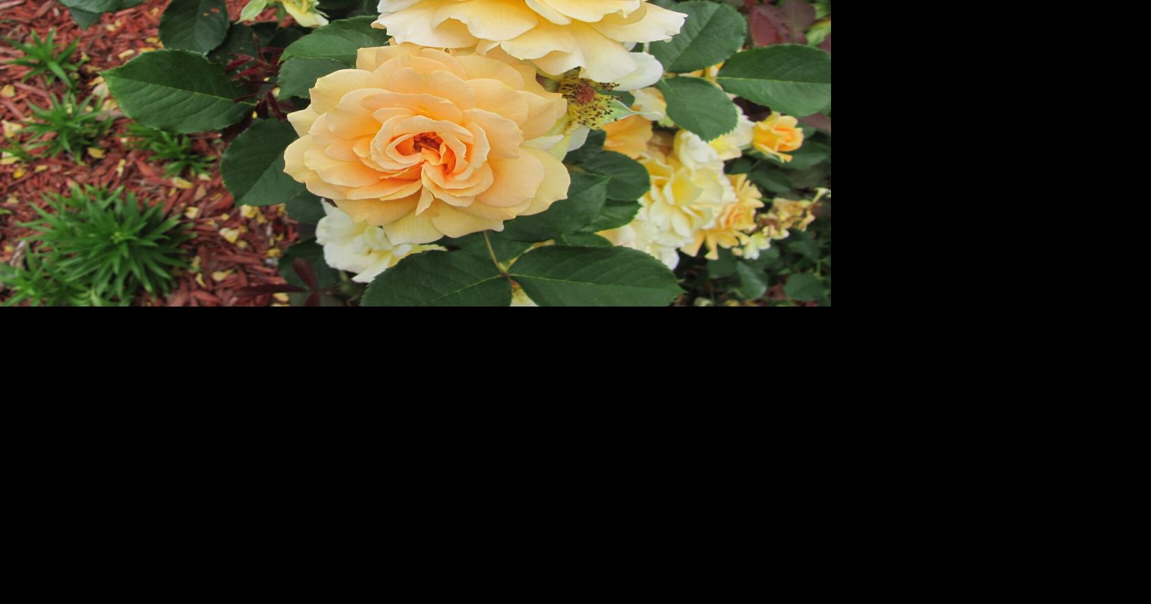 DALY: Proper pruning of roses is essential to keeping them attractive ...