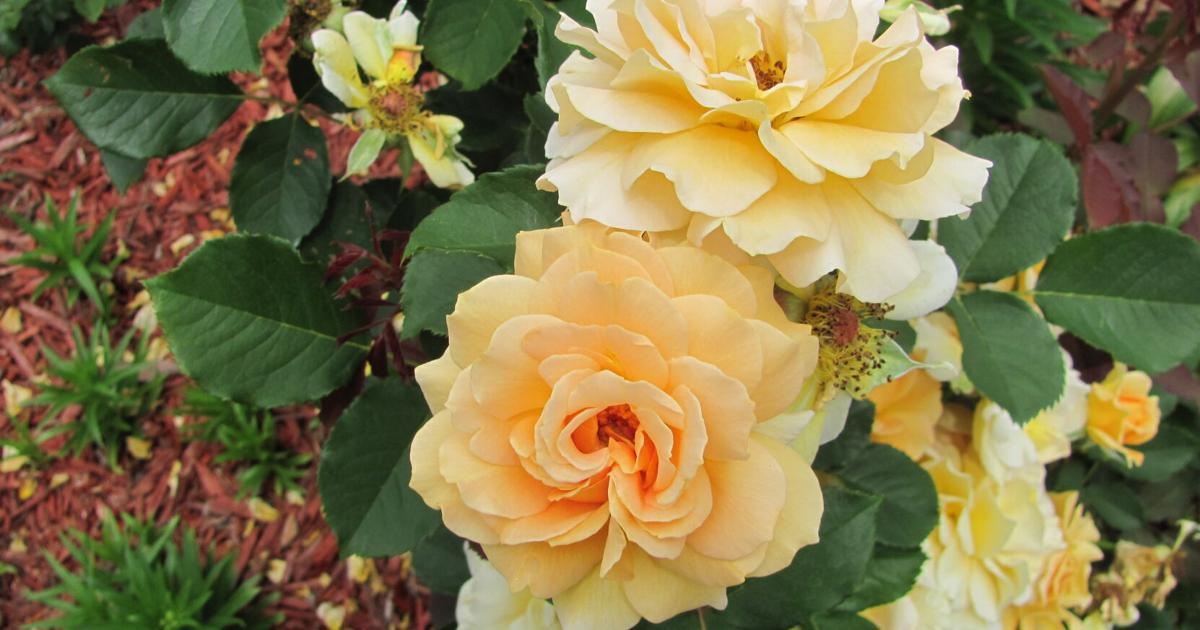 Proper Rose DALY: Proper pruning of roses is essential to keeping them attractive ...