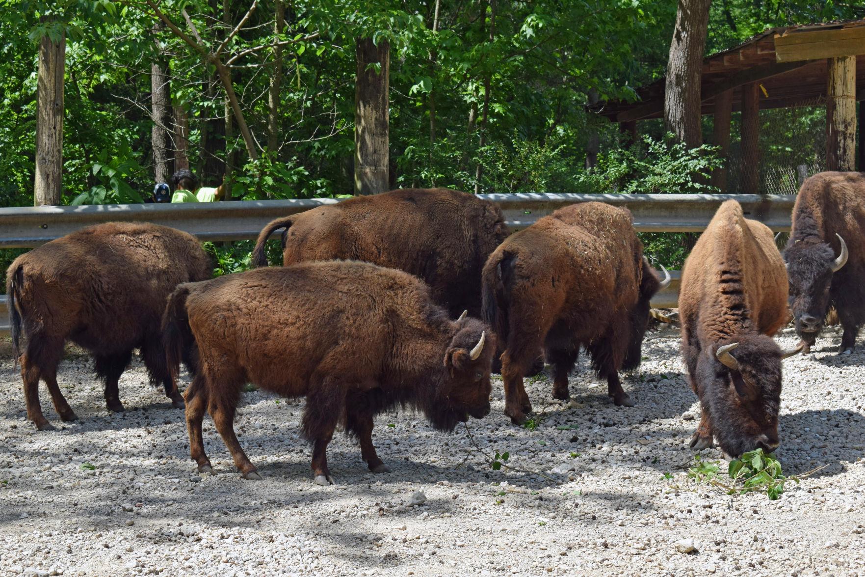 PHOTOS The Yellow River Wildlife Sanctuary opens its doors