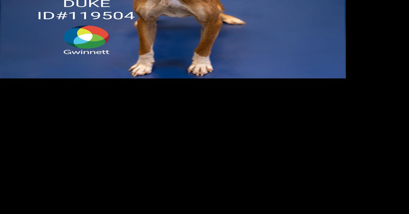 PHOTOS: Gwinnett Animal Shelter Adoptable Pets of the Week