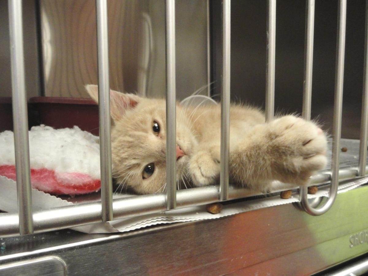 Gwinnett Animal Shelter Offering Reduced Price Adoptions In June