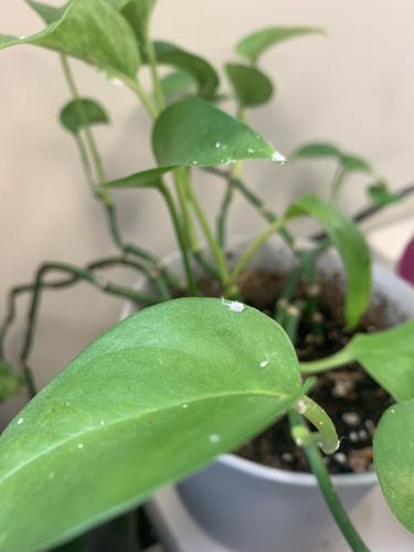 philodendron images Green Princess Philodendron 6" Pot / Self Watering / Without Pot