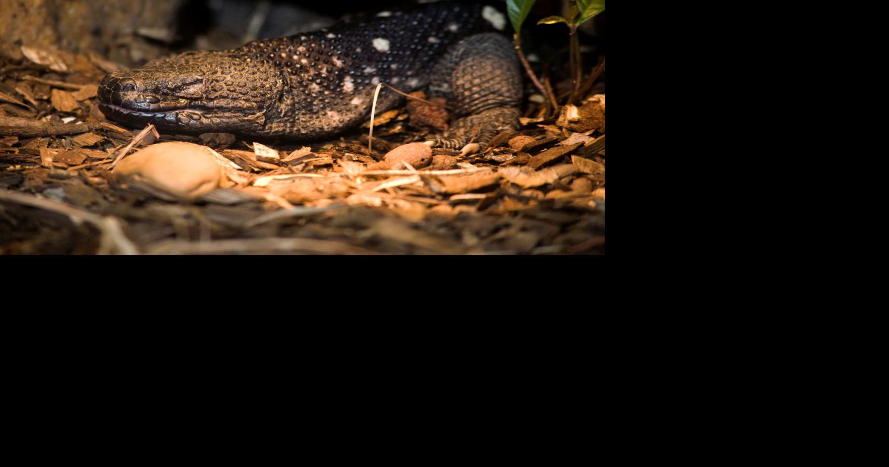 Check Out These Rare Lizards That Were Hatched At Zoo Atlanta | News ...