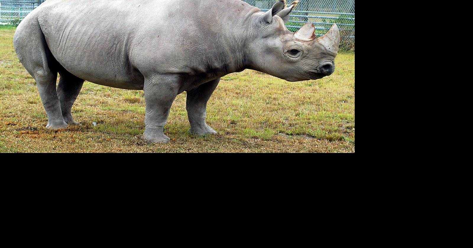 Toshi, oldest Eastern black rhino in North America, dies at Zoo Miami