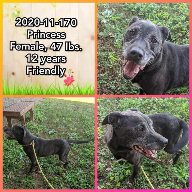 PHOTOS Barrow County Animal Control Adoptable Pets of the Week — March