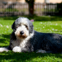 are bearded collies intelligent dogs