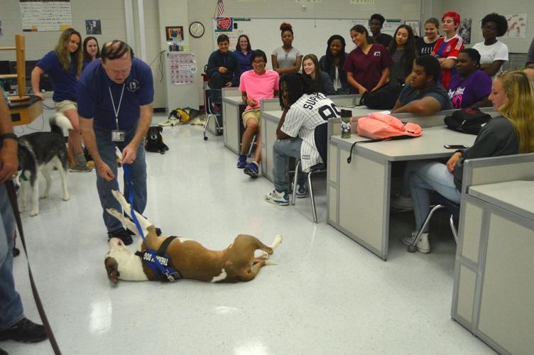 Therapy dogs visit Grayson Tech students | News | gwinnettdailypost.com