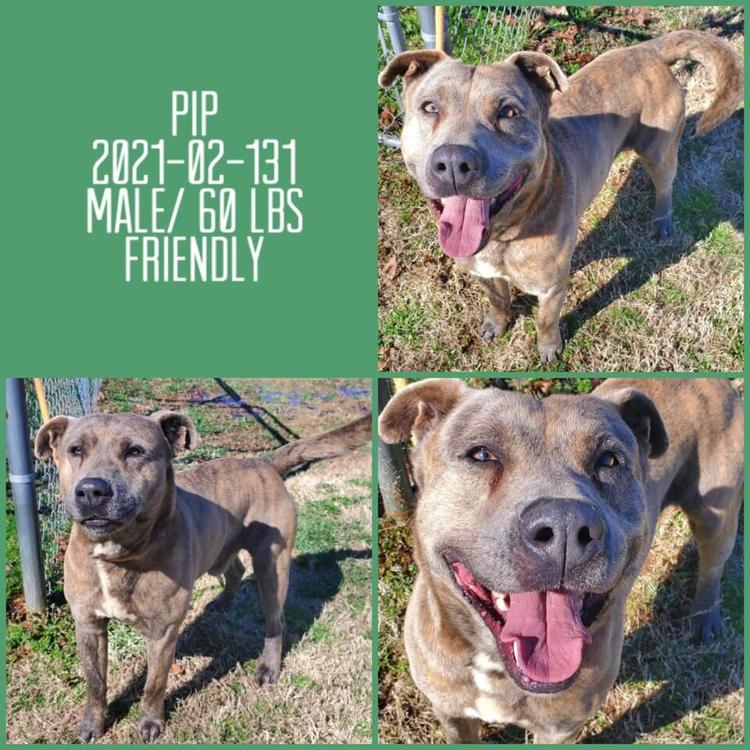 PHOTOS Barrow County Animal Control Adoptable Pets of the Week — March