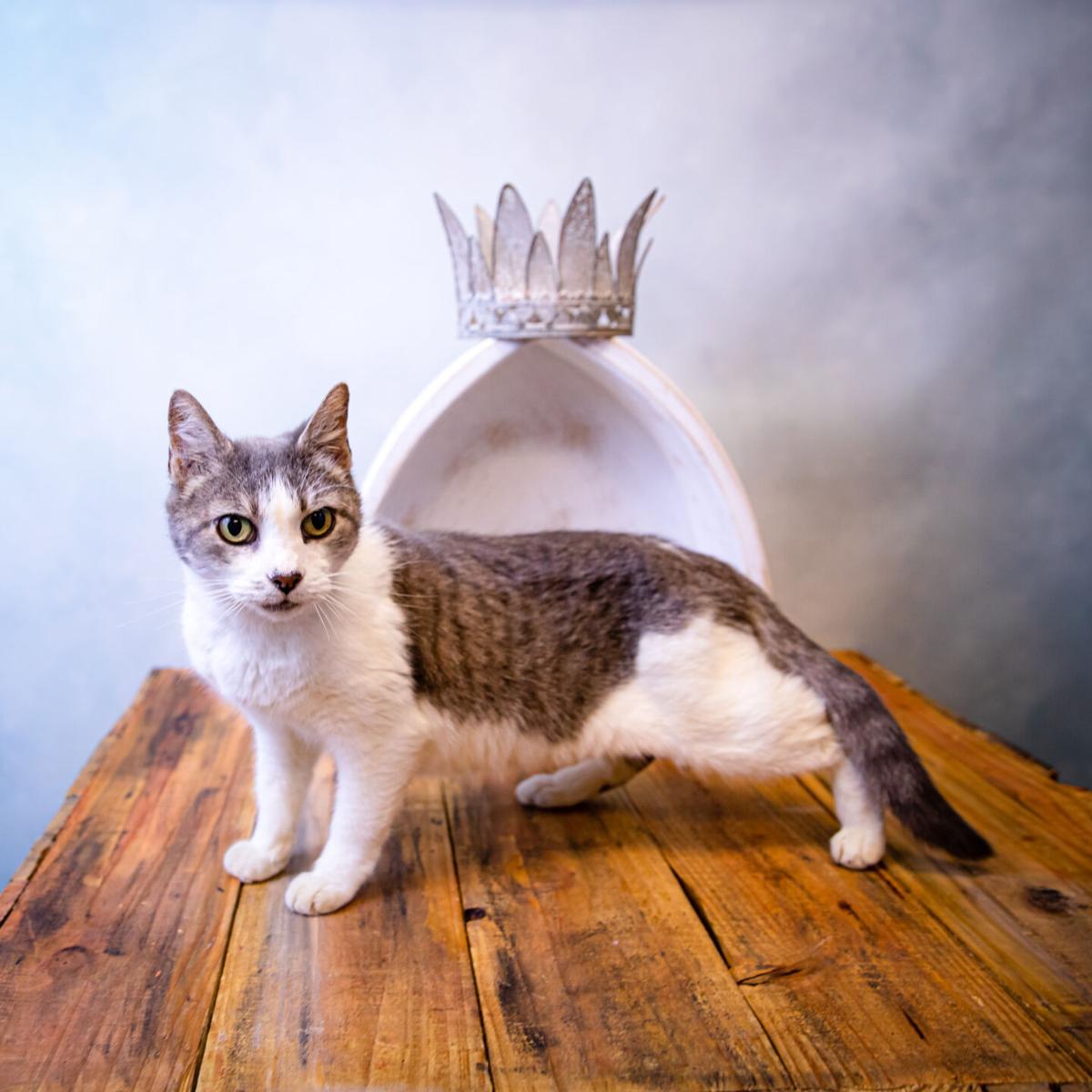 Photos Gwinnett Animal Shelter Adoptable Pets Of The Week July 26 Slideshows Gwinnettdailypost Com