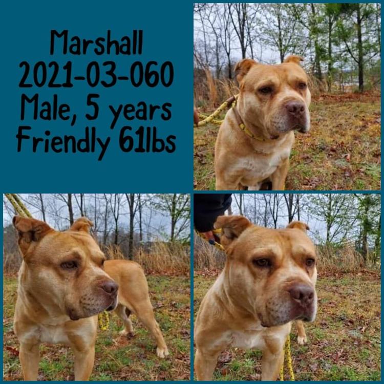 PHOTOS Barrow County Animal Control Adoptable Pets of the Week — March