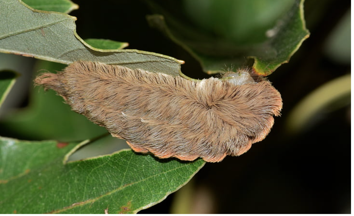 How To Get Rid Of Caterpillars On Plants How To Get Rid Of Caterpillars On Plants