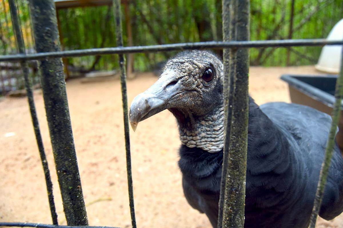 Yellow River Wildlife Sanctuary owners want to promote animal