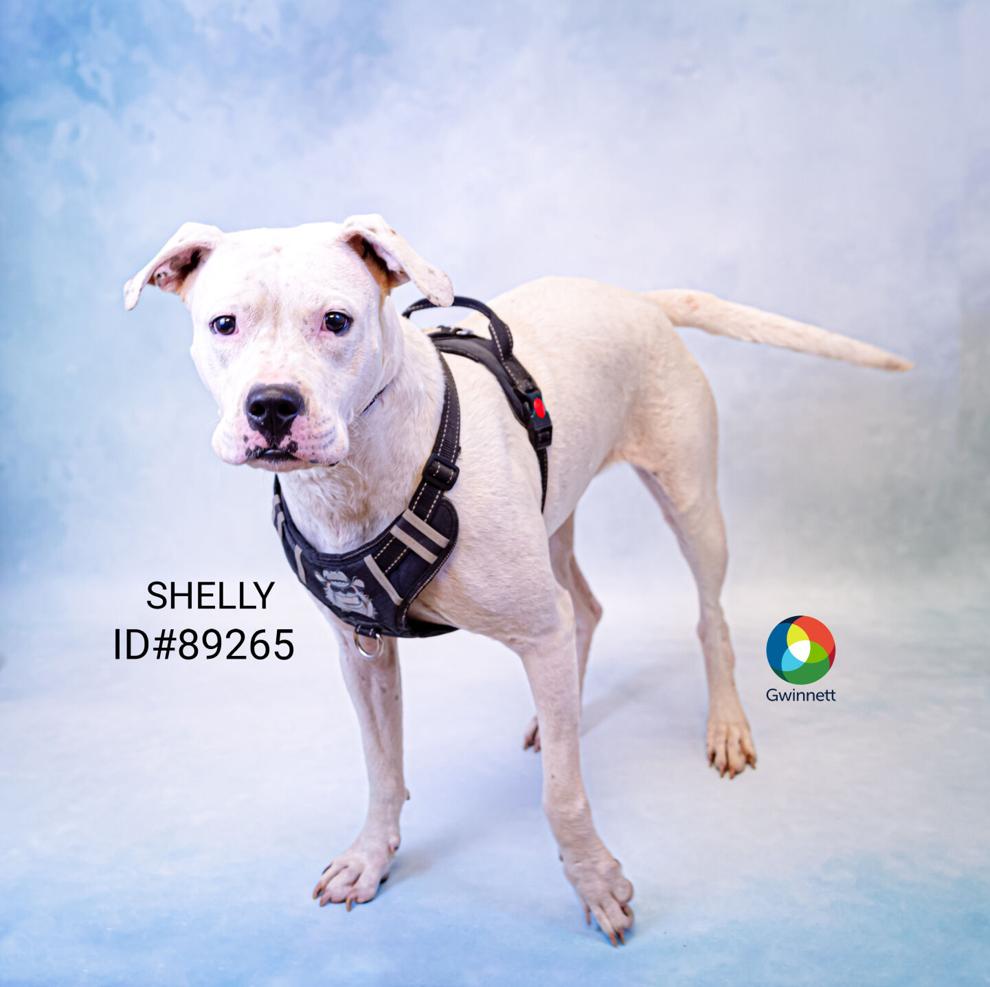 PHOTOS Animal Shelter Adoptable Pets of the Week — Sept. 4