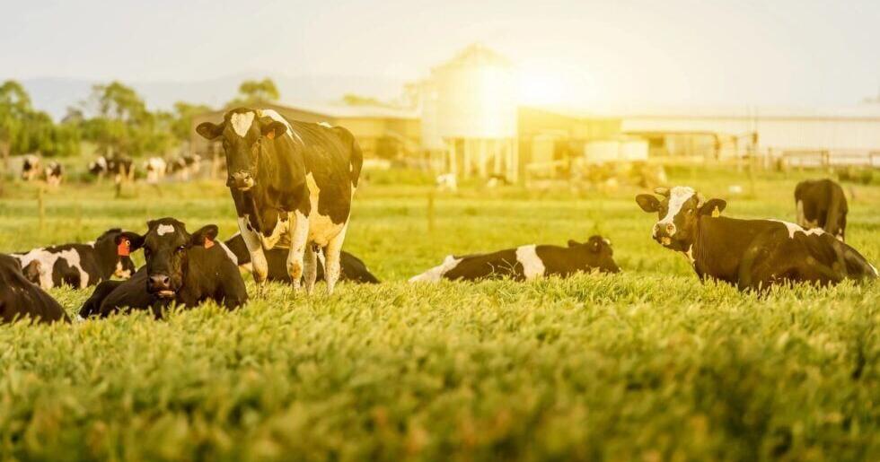 Bird flu has spread to dairy cows - Vimarsana News