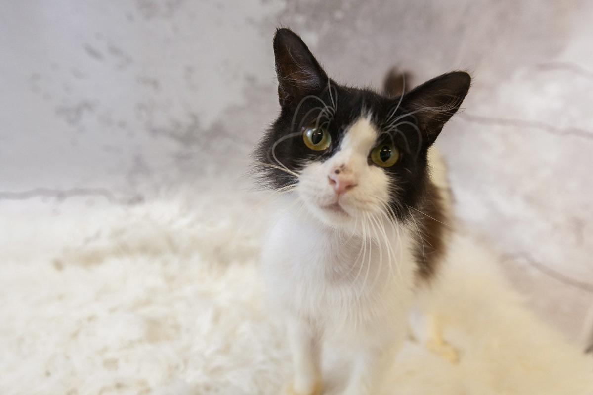 Photos Gwinnett Animal Shelter Adoptable Pets Of The Week June