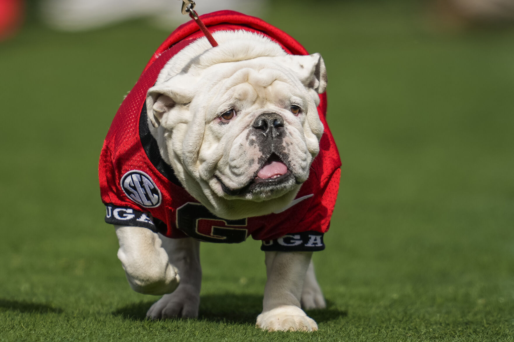 SMITH: Uga, Georgia's English bulldog mascot, enjoys great fame