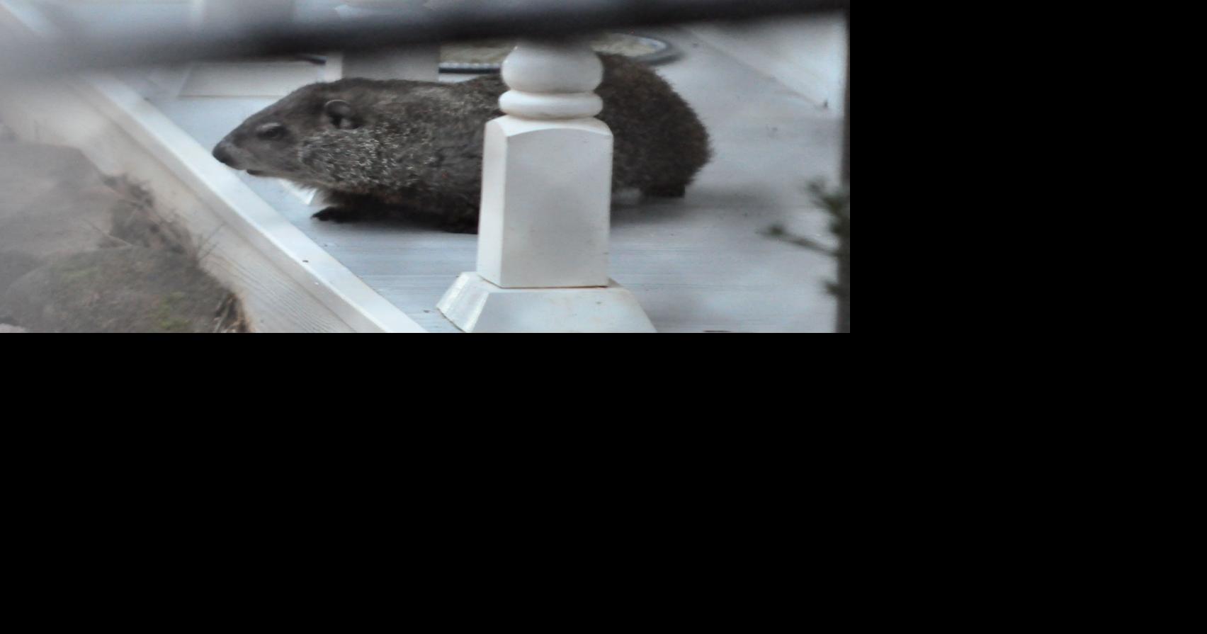 Gen. Beauregard Lee, former groundhog, sees shadow, predicts